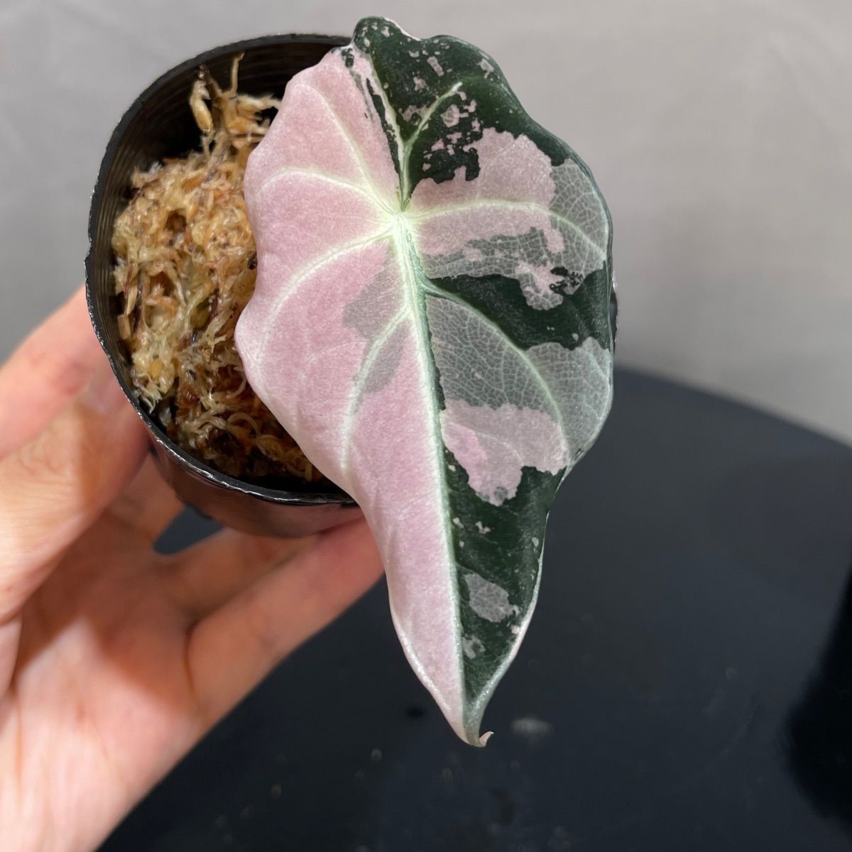 Alocasia Black Velvet Pink Variegatedアロカシア ブラックベルベット 