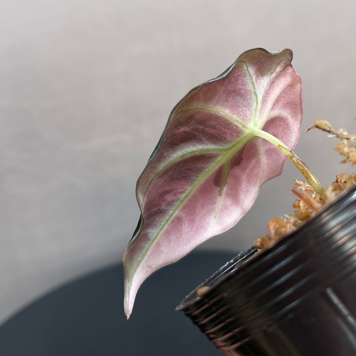 Alocasia Black Velvet Pink Variegatedアロカシア ブラックベルベット 