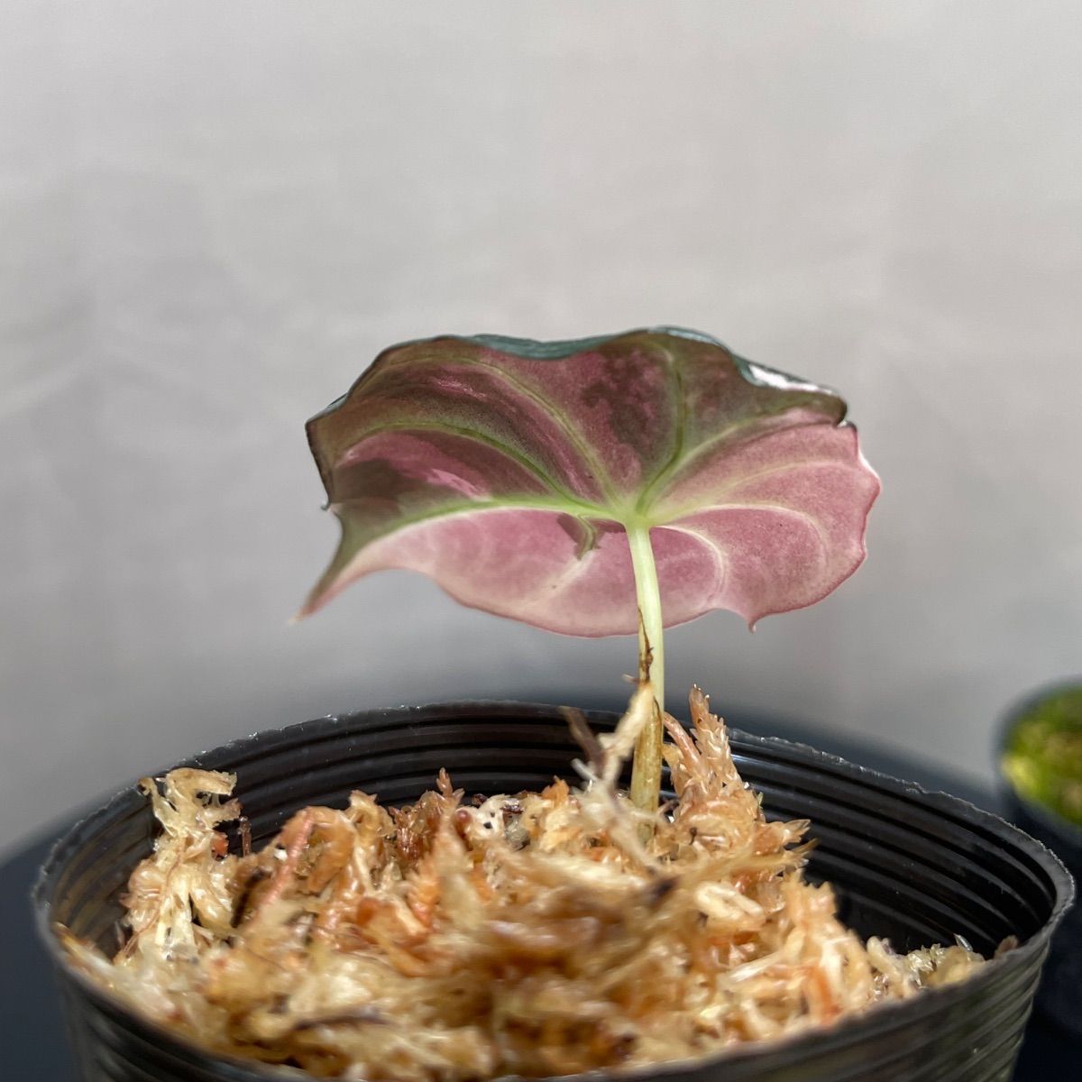 Alocasia Black Velvet Pink Variegatedアロカシア ブラックベルベット