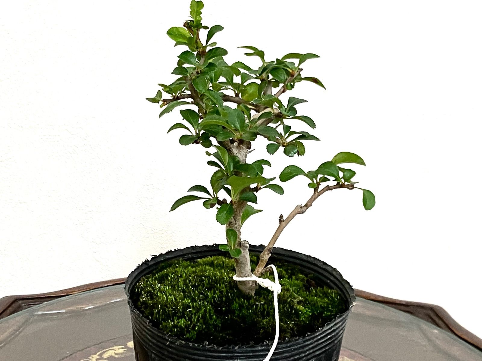 白長寿梅 19cm 6/11撮影 長寿梅盆栽 盆栽 h143 匿名配送 ‼️ - メルカリ