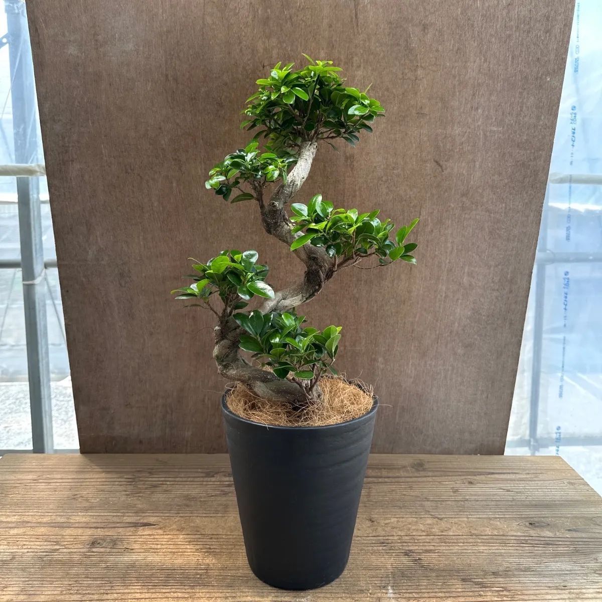 ガジュマル 昇り龍 仕立て 黒プラスチックポット 現品 Ficus
