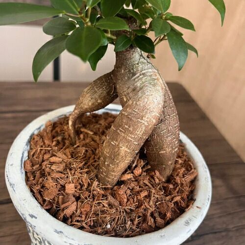 ガジュマル セメント鉢植え 直径12cm 受け皿付き 植え替え不要