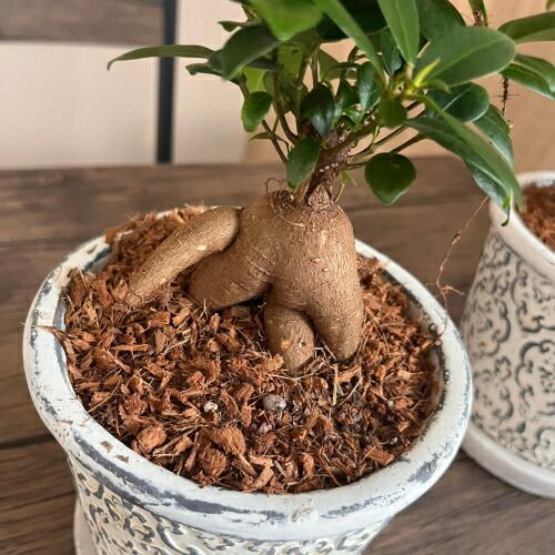 ガジュマル セメント鉢植え 直径12cm 受け皿付き 植え替え不要