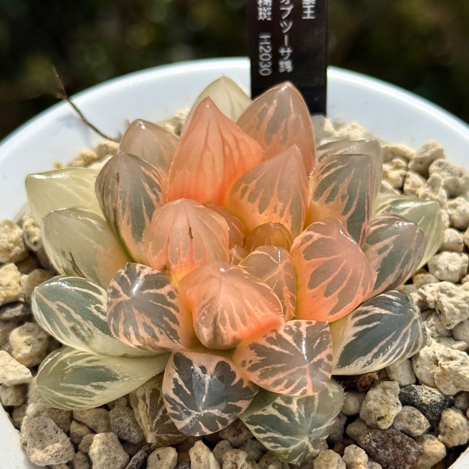 珍しいハオ楽園 紫王オブツーサ錦 H2007 超美株 ハオルチア 紫王