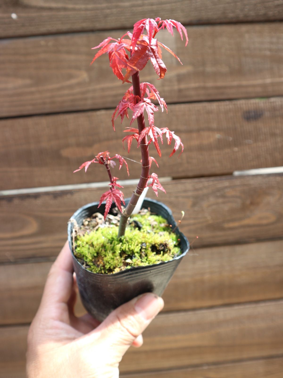 ①出猩々紅葉 デショウジョウモミジ ミニ盆栽 素材 もみじ - メルカリ