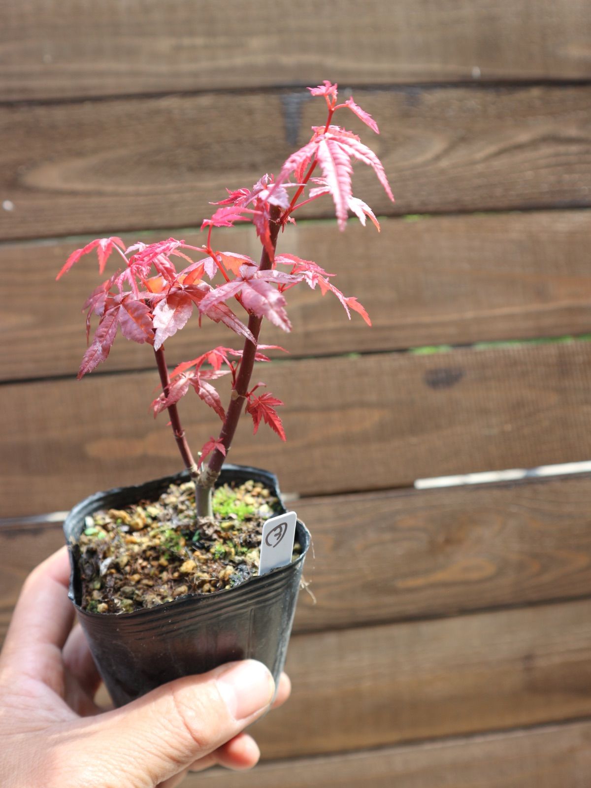 ③出猩々紅葉 デショウジョウモミジ ミニ盆栽 素材 もみじ - メルカリ