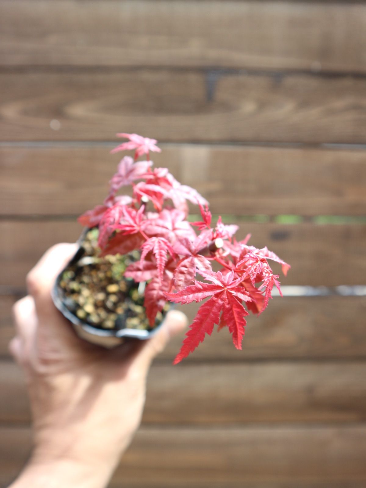 ③出猩々紅葉 デショウジョウモミジ ミニ盆栽 素材 もみじ - メルカリ