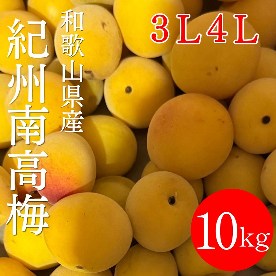和歌山県産　南高梅 10キロ 3L4Lサイズ【黄色～完熟梅】
