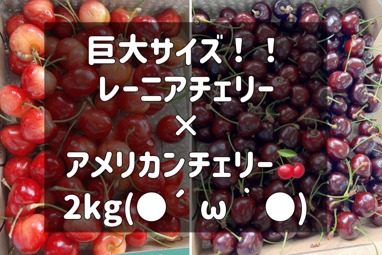 高級チェリー食べ比べセット レーニアチェリー アメリカンチェリー さくらんぼ
