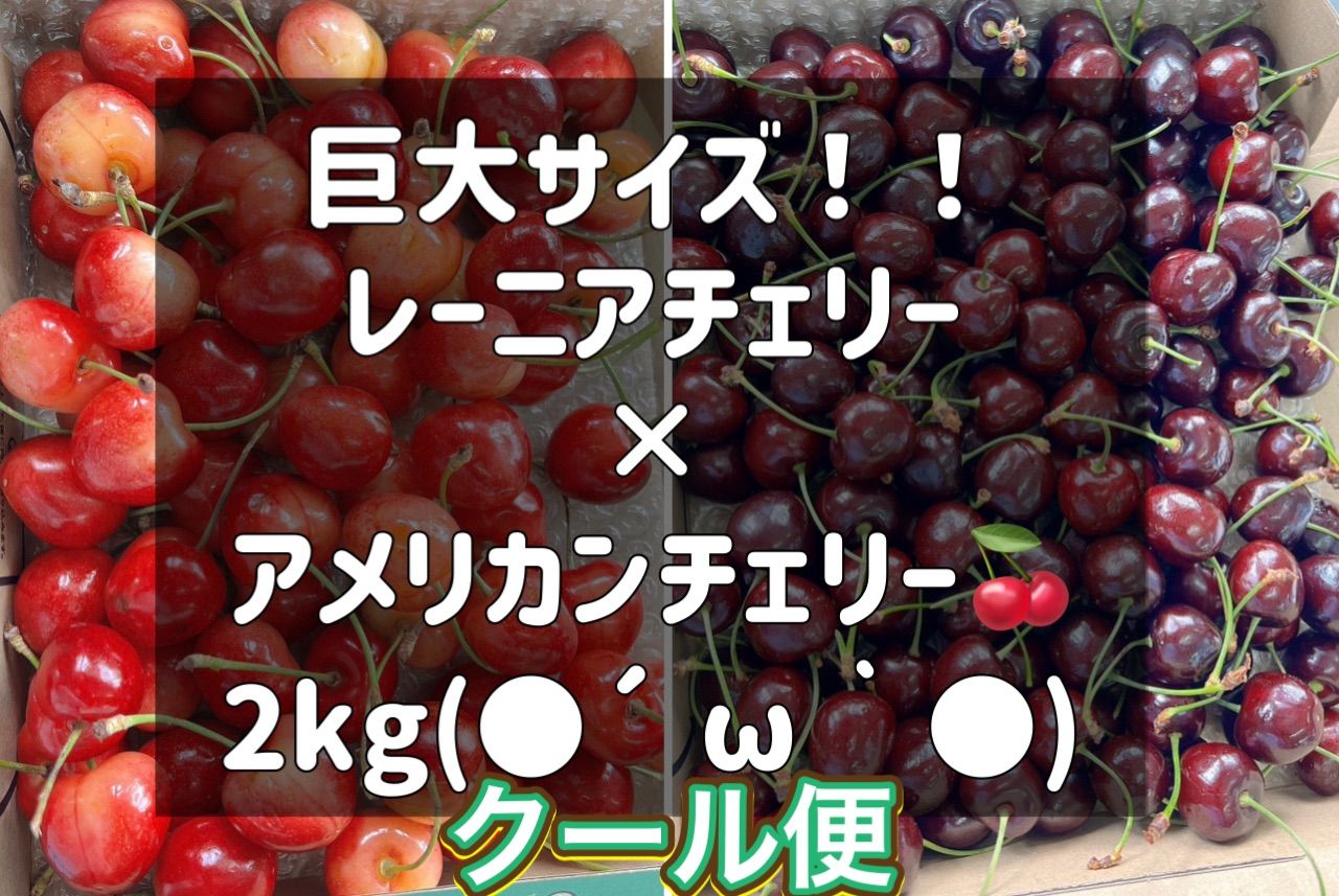 高級チェリー食べ比べセット　レーニアチェリー　アメリカンチェリー　さくらんぼ