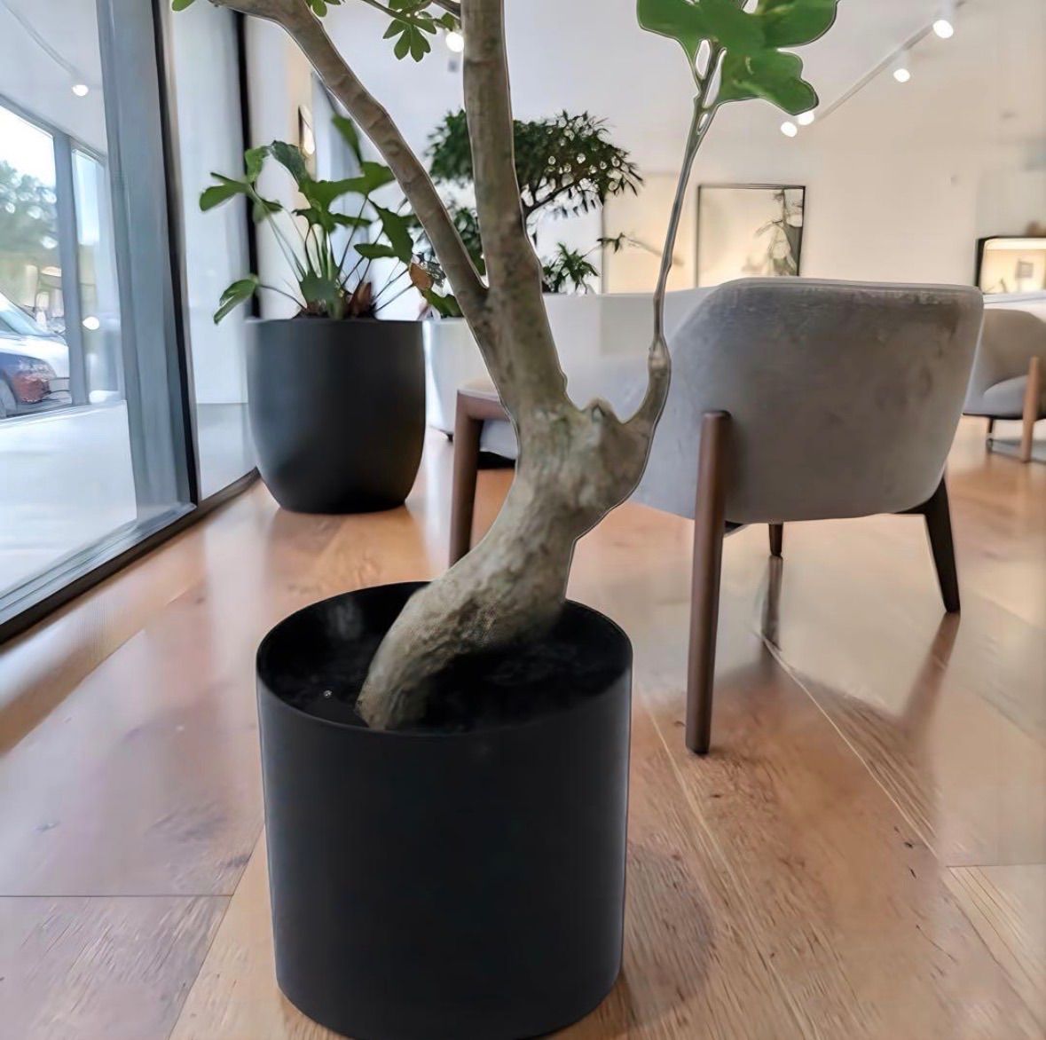 光触媒 人工観葉植物 フェイクグリーン フィカストライアンギュラス180 
