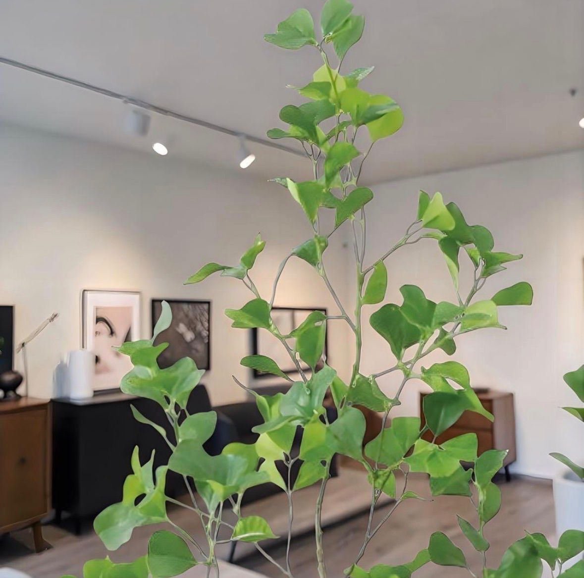 光触媒 人工観葉植物 フェイクグリーン フィカストライアンギュラス180 