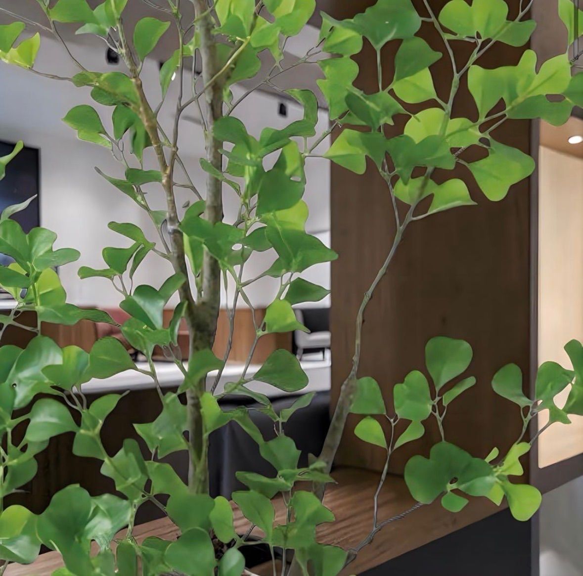 光触媒 人工観葉植物 フェイクグリーン フィカストライアンギュラス180 