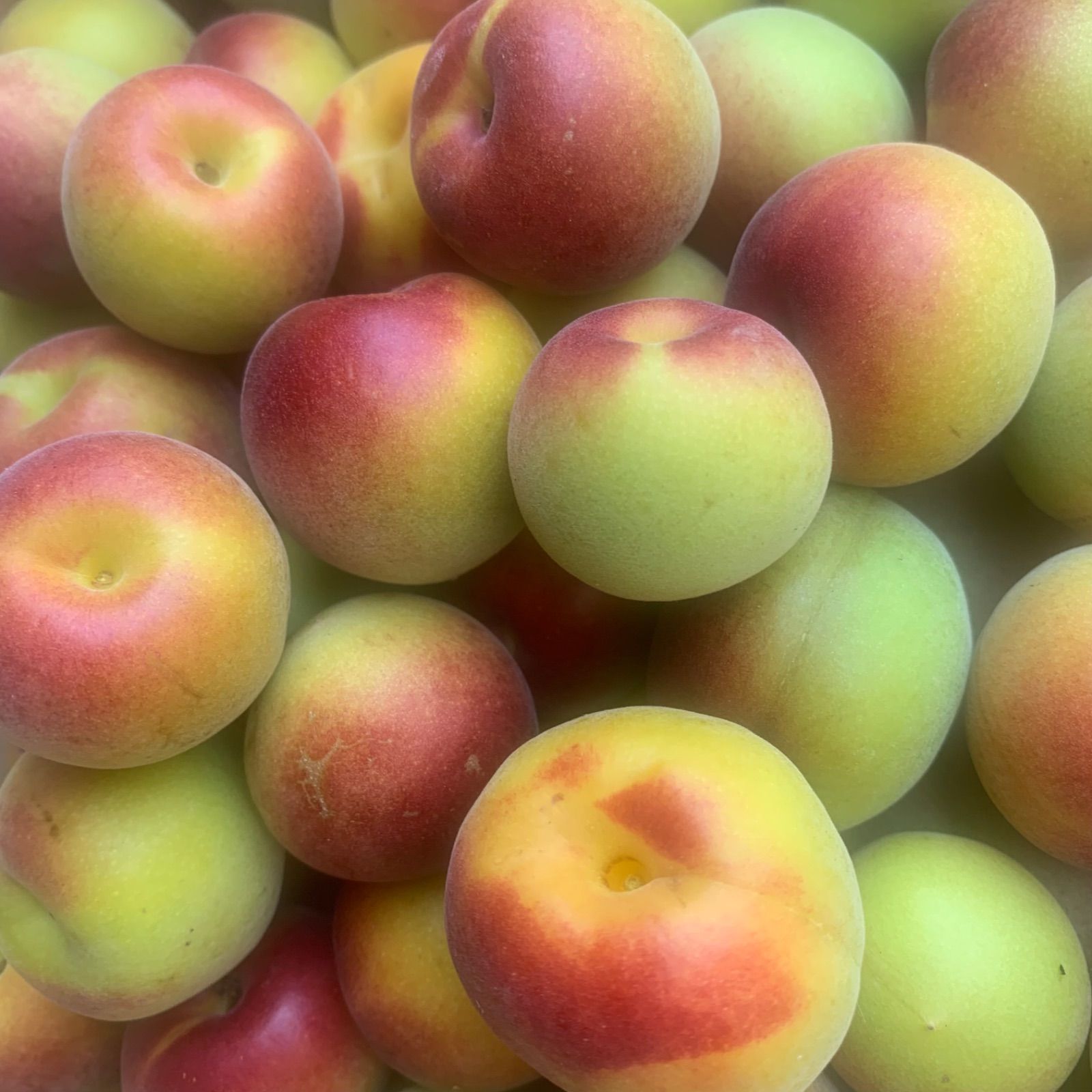 希少！朝採り紅南高梅 1kg 和歌山みなべ町産 - メルカリ
