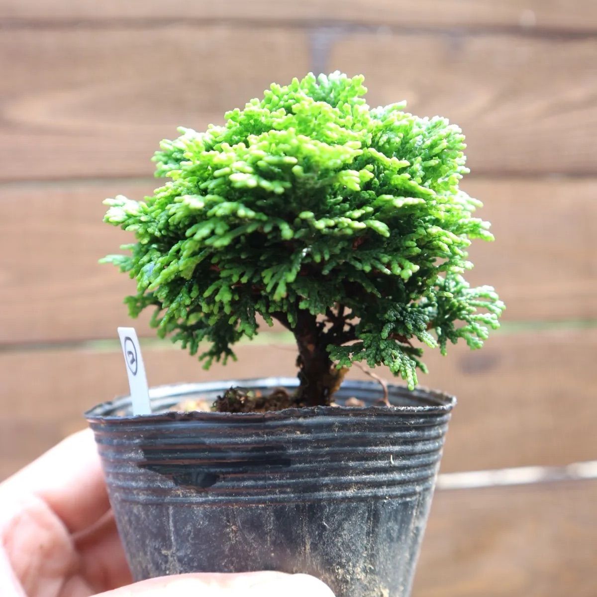 レンザンヒノキ 連山檜 盆栽 連山檜 レンザンヒノキ ミニ盆栽 素材