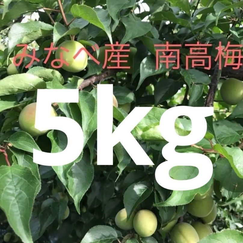 1点限定　特大　和歌山みなべ産 南高梅 青梅 5kg 4L5L