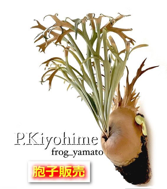 胞子 販売 【Kiyohime 清姫】 胞子培養 ビカクシダ スポア spore 1