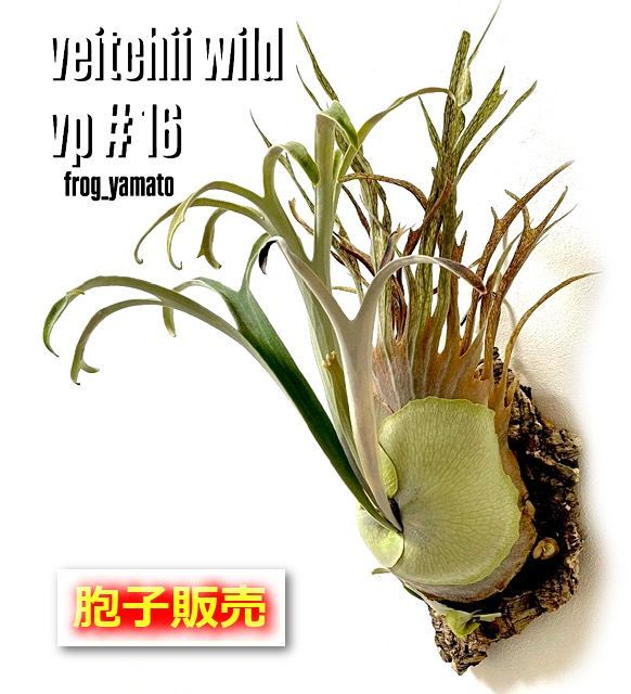 胞子 販売 【veitchii wild vp#16】 胞子培養 ビカクシダ スポア spore