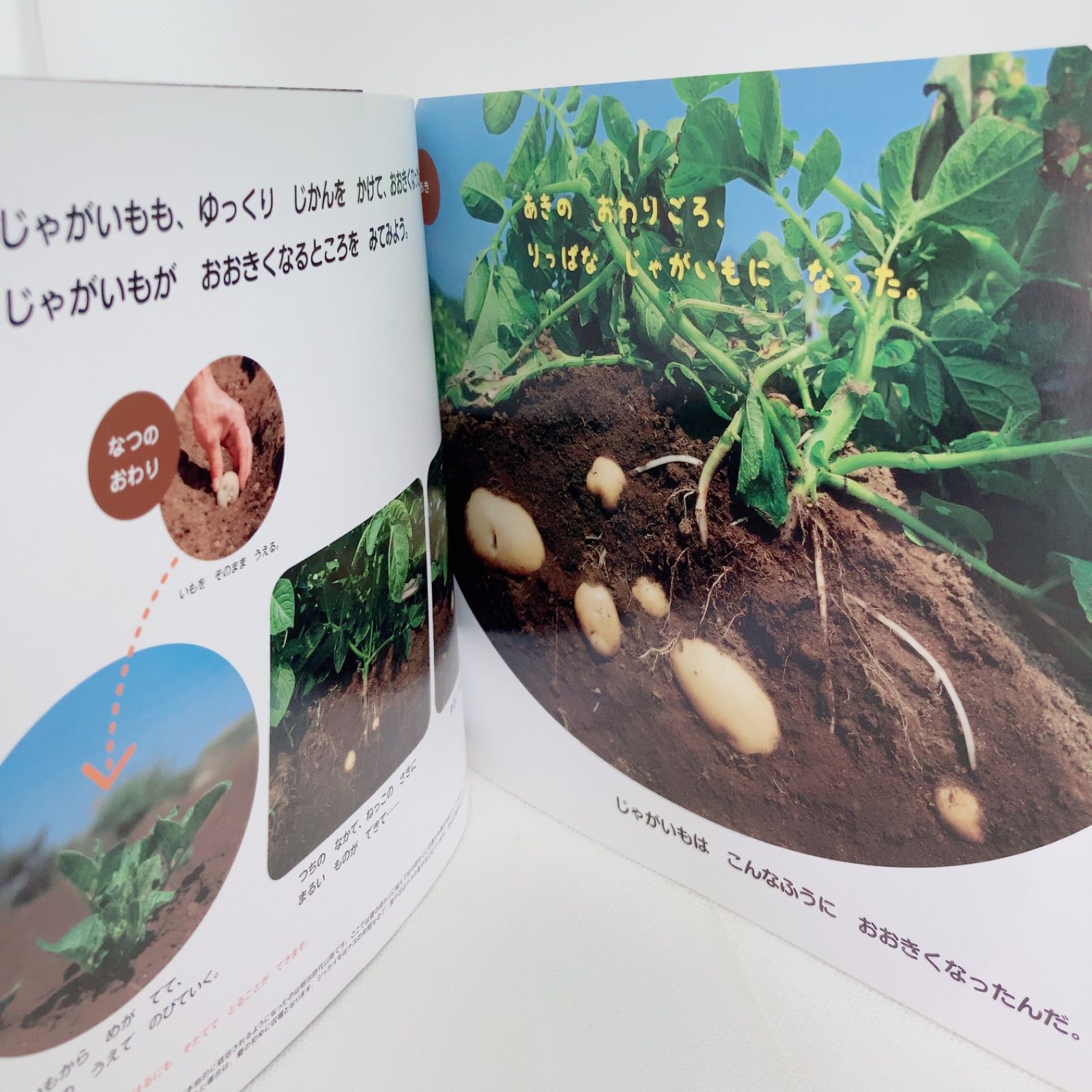 A866 サンチャイルドビッグサイエンス ほんとうのおおきさでみてみよう