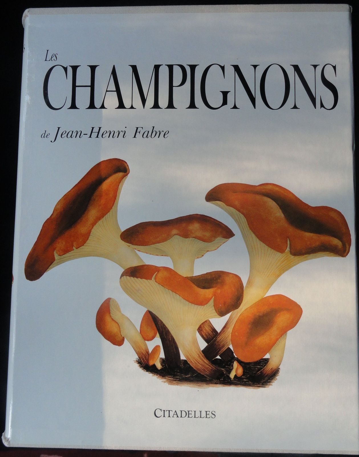 [2E]Les Champignons