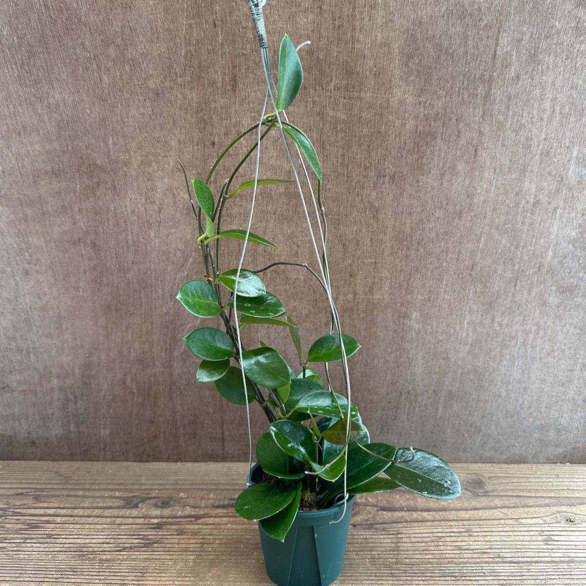 ホヤ オーストラリス ② 現品 Hoya australis サクララン 桜蘭 観葉