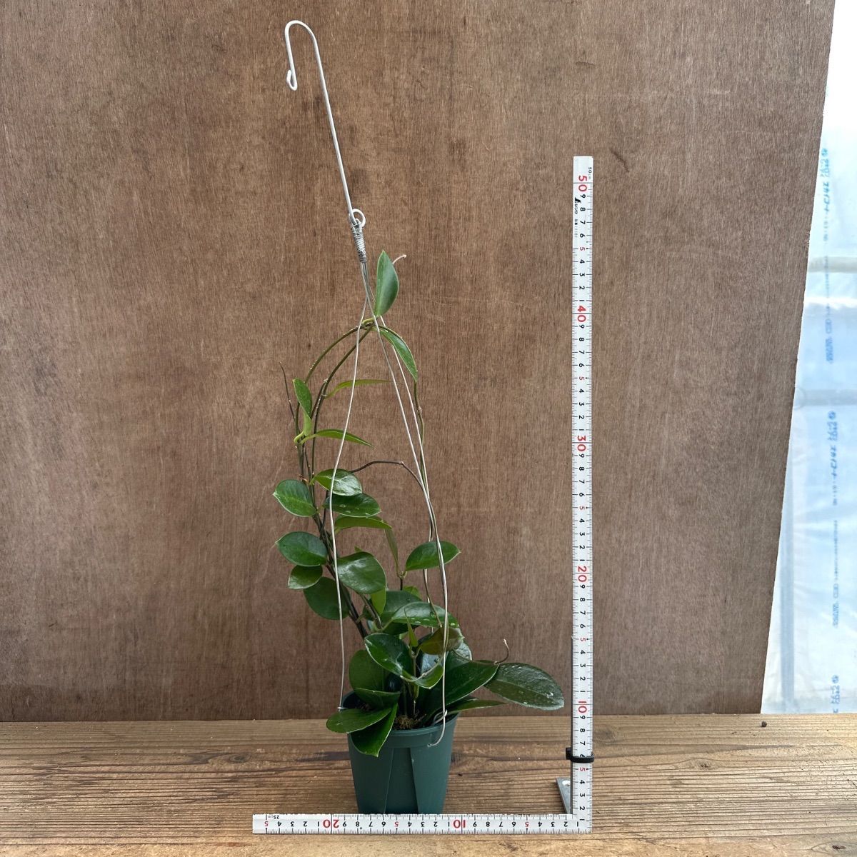 レア　珍種ホヤ　Hoya Uniflora サクララン② ホヤ オーストラリス ② 現品 Hoya australis サクララン 桜蘭 観葉
