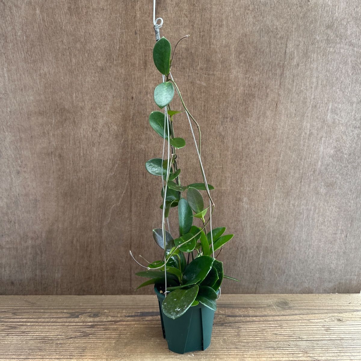 ホヤ オーストラリス ② 現品 Hoya australis サクララン 桜蘭 観葉