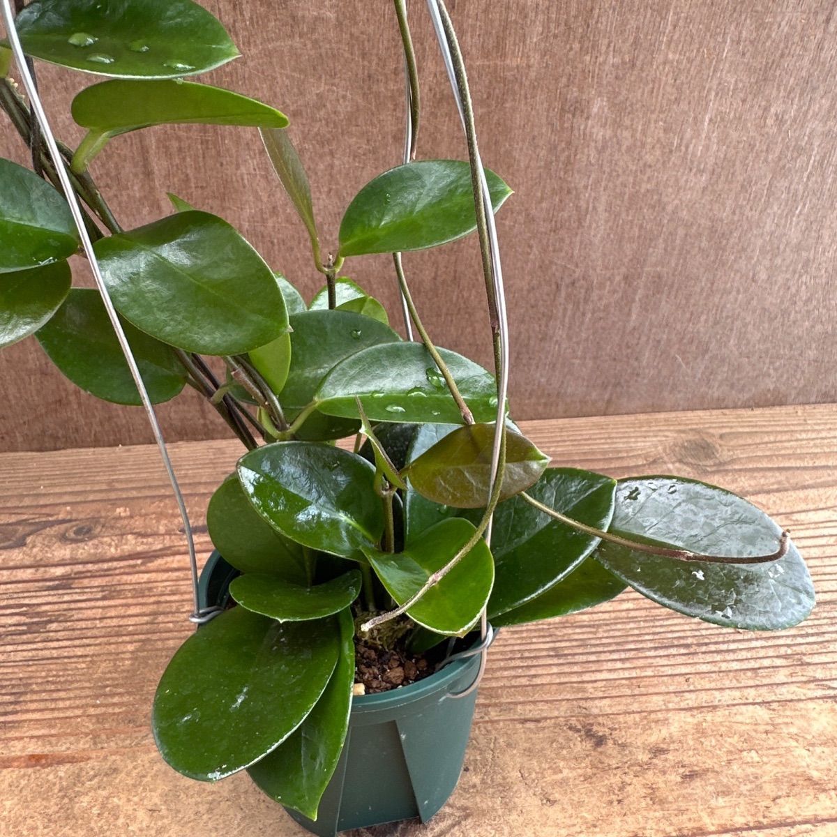 ホヤ オーストラリス ② 現品 Hoya australis サクララン 桜蘭 観葉