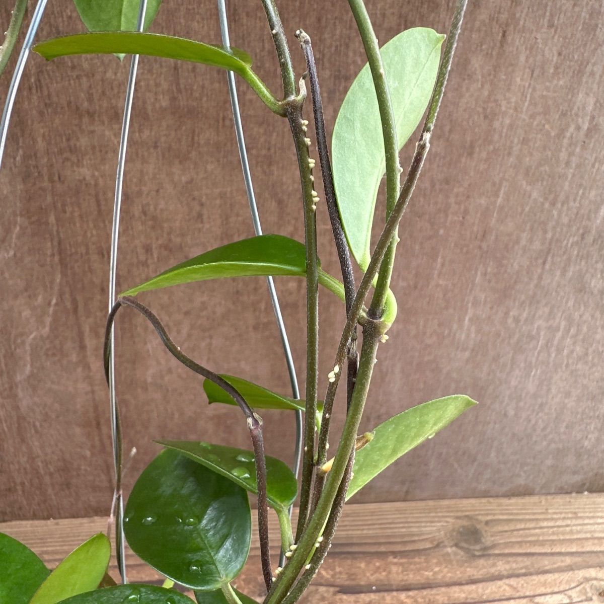 ホヤ オーストラリス ② 現品 Hoya australis サクララン 桜蘭 観葉