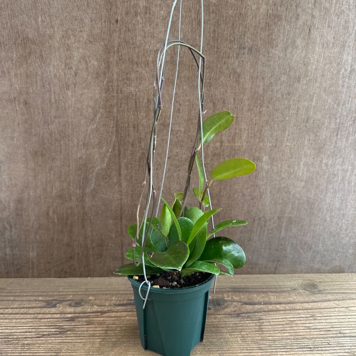 ホヤ オーストラリス ③ 現品 Hoya australis サクララン 桜蘭 観葉