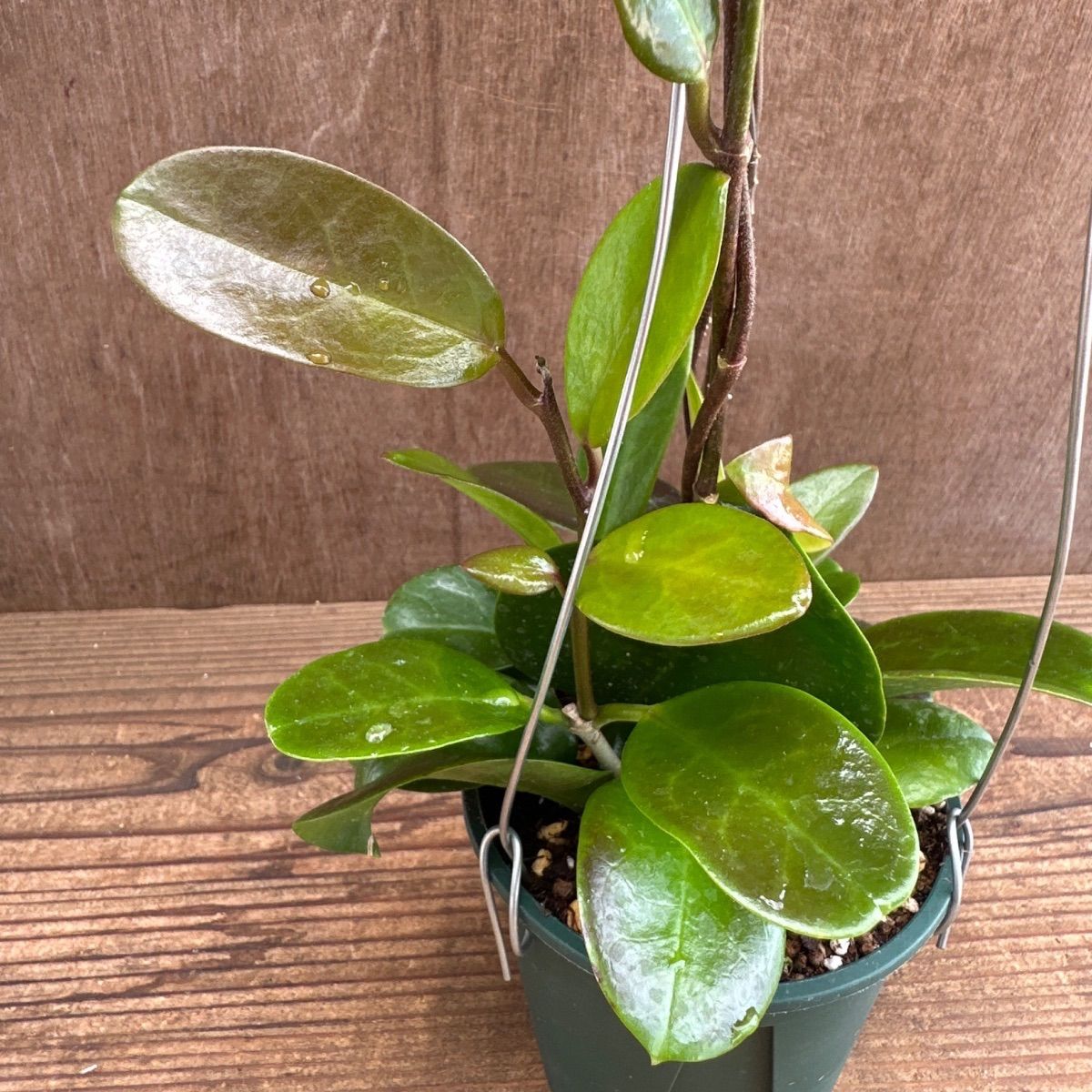 ホヤ オーストラリス ③ 現品 Hoya australis サクララン 桜蘭 観葉