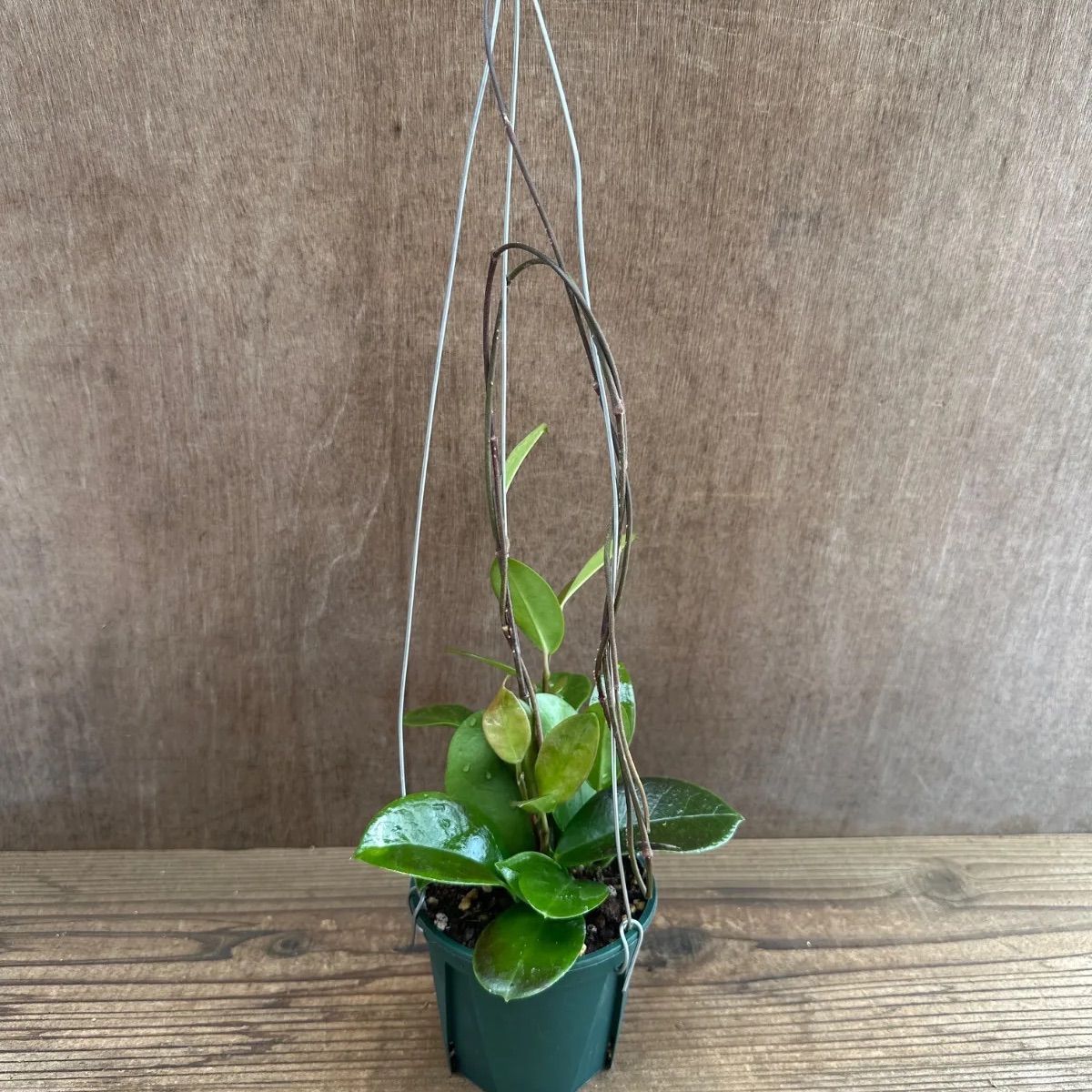 ホヤ オーストラリス ③ 現品 Hoya australis サクララン 桜蘭 観葉