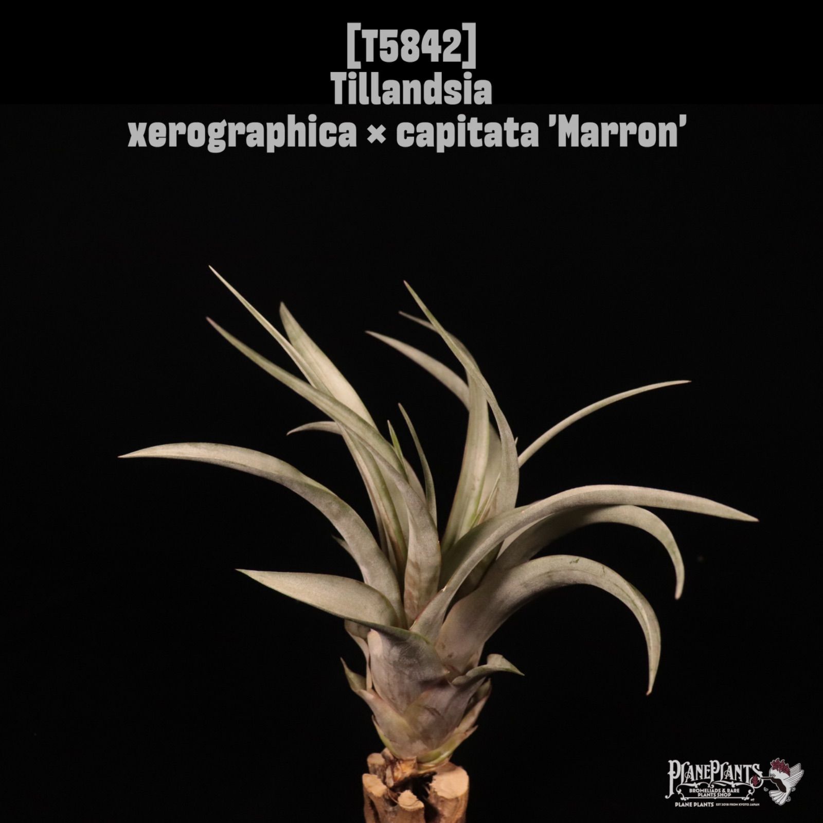 Tillandsia xerographica x capitata 'Marron'〔ティランジア〕T5842 /@planeplants