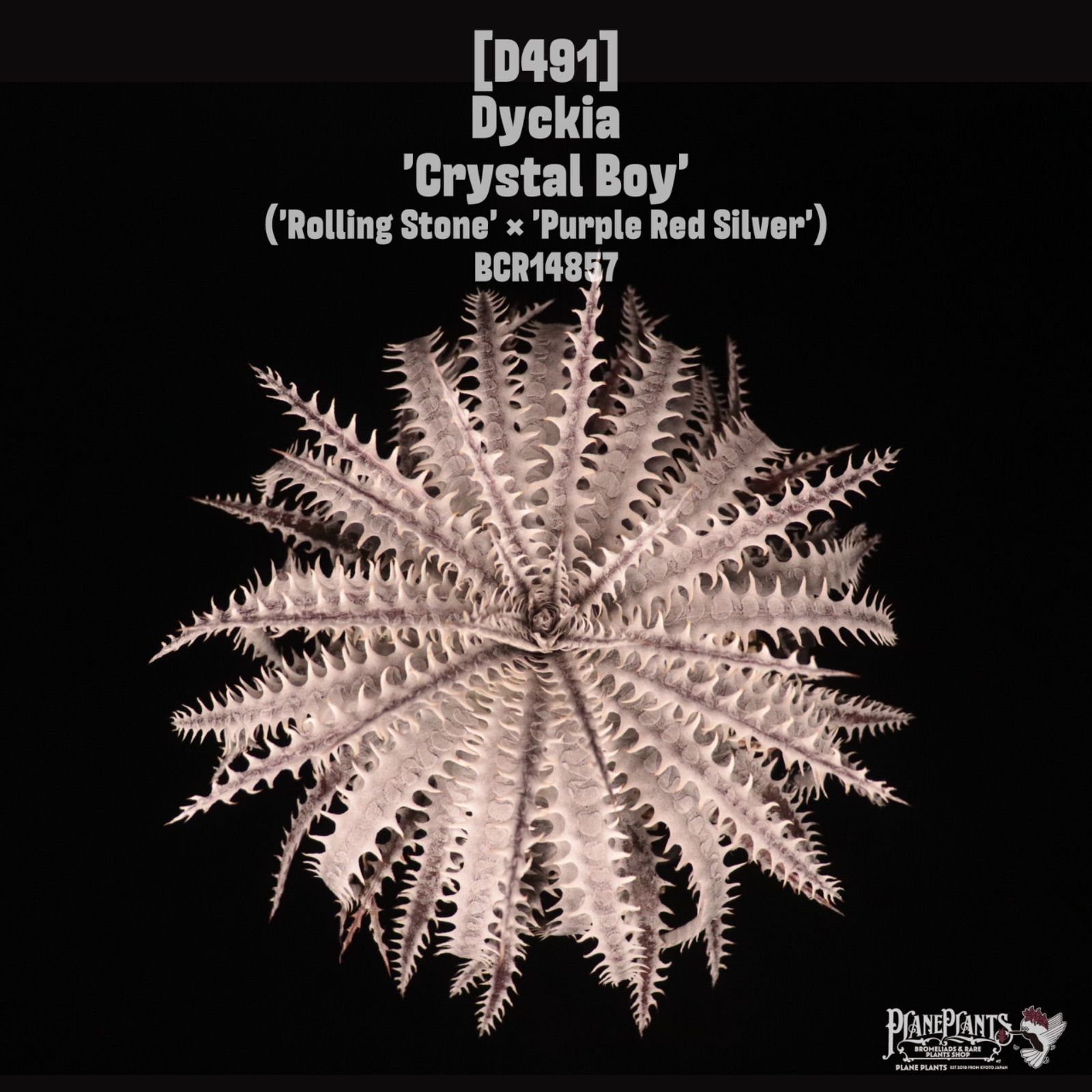 Dyckia 'Crystal Boy'〔ディッキア〕D491 /@planeplants