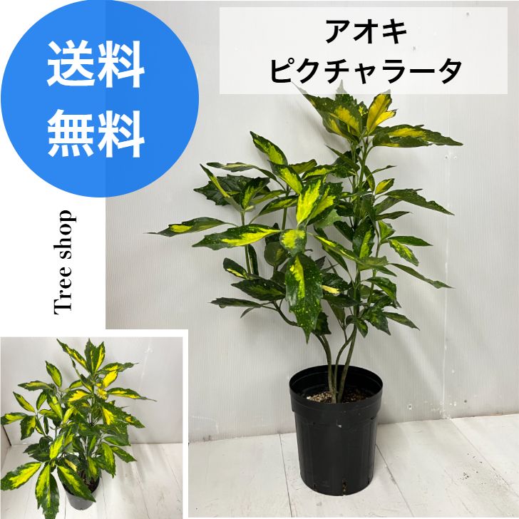 アオキ ピクチャラータ 【送料無料】アオキピクチャラータ 21ｃｍポット 高さ0.6ｍ 幅0.5ｍ 庭木 植木 寄植え 鉢植え カラーリーフ 生垣
