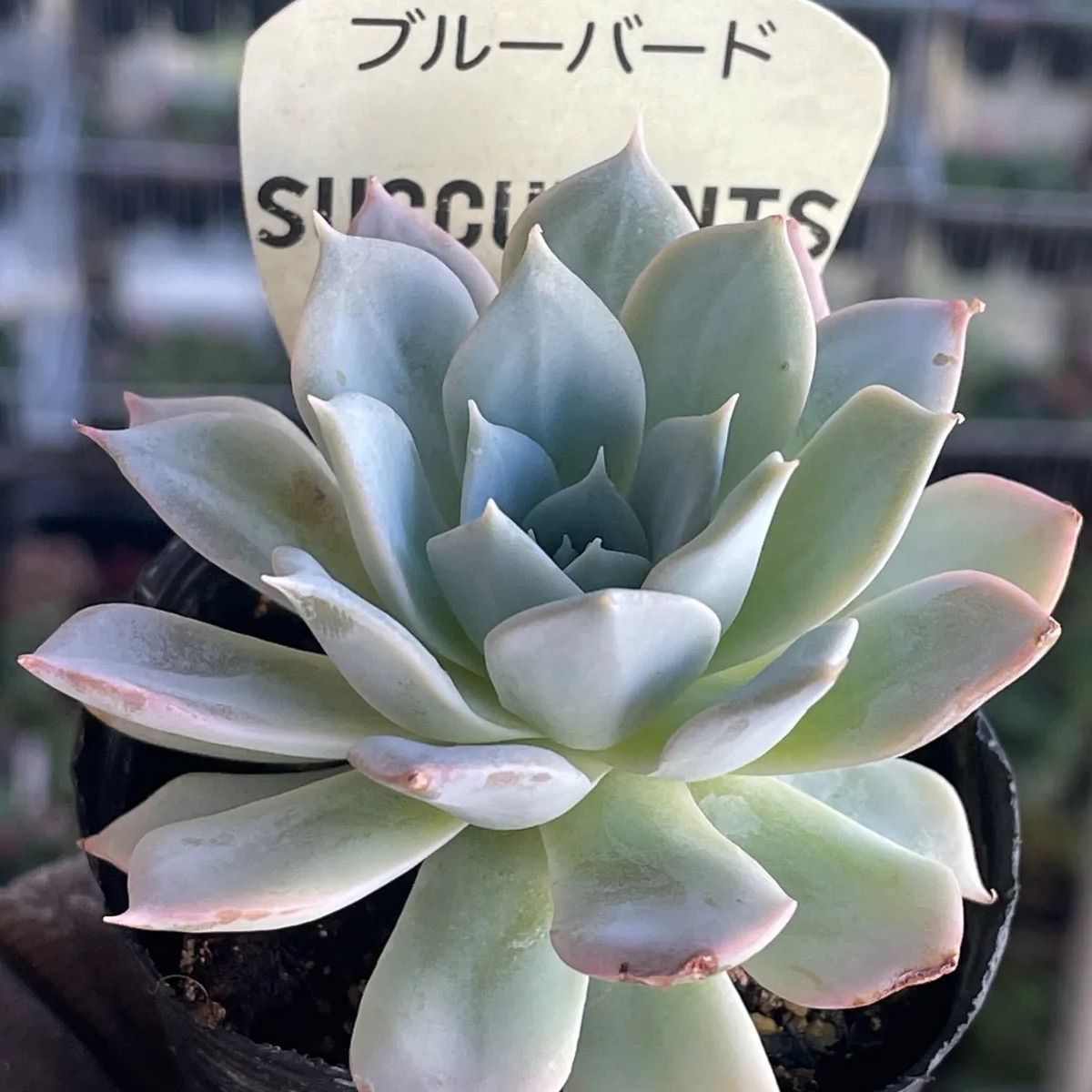多肉植物♡ブルーバード❤︎抜き苗(根付き) - メルカリ