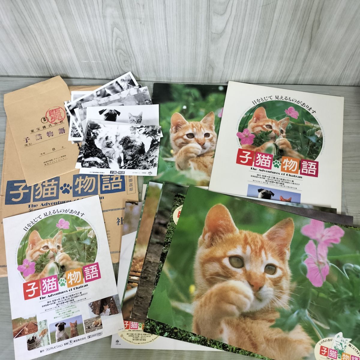 映画パンフレット 子猫物語 チラシ スチール ロビー付 ムツゴロウ 坂本