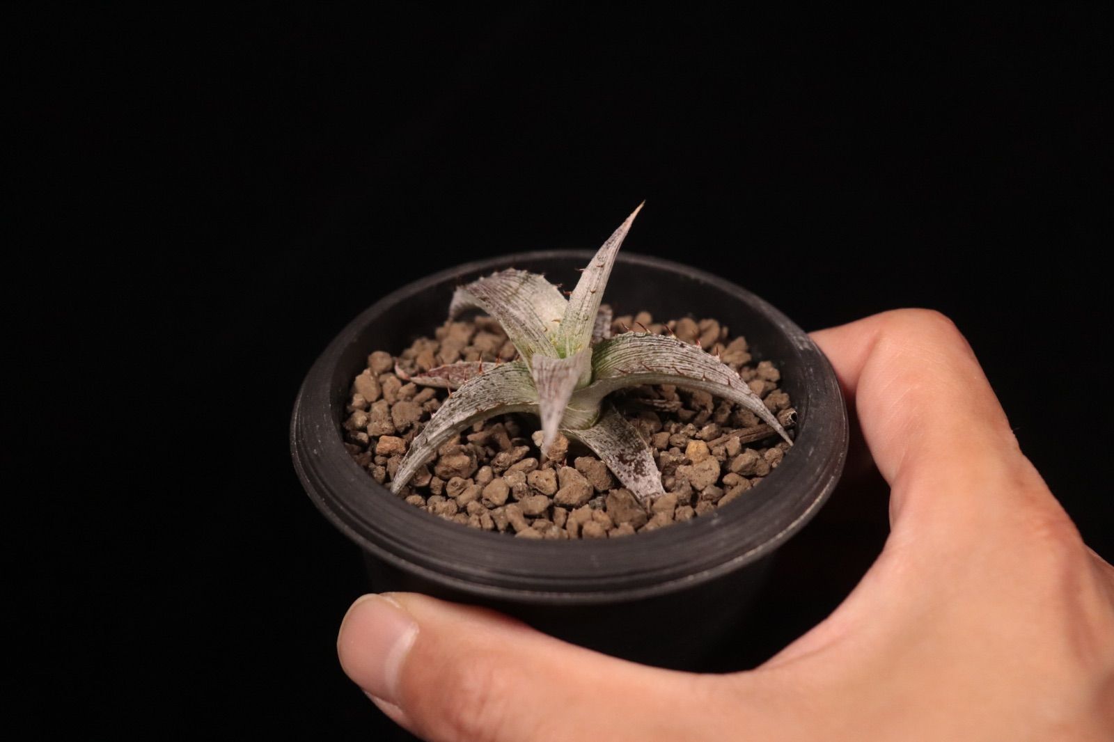 Dyckia braunii × macedoi〔ディッキア〕D573 /@planeplants - メルカリ