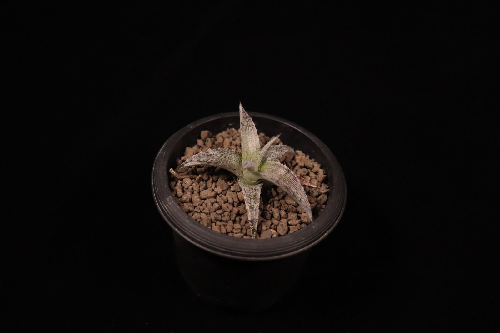 Dyckia braunii × macedoi〔ディッキア〕D573 /@planeplants - メルカリ
