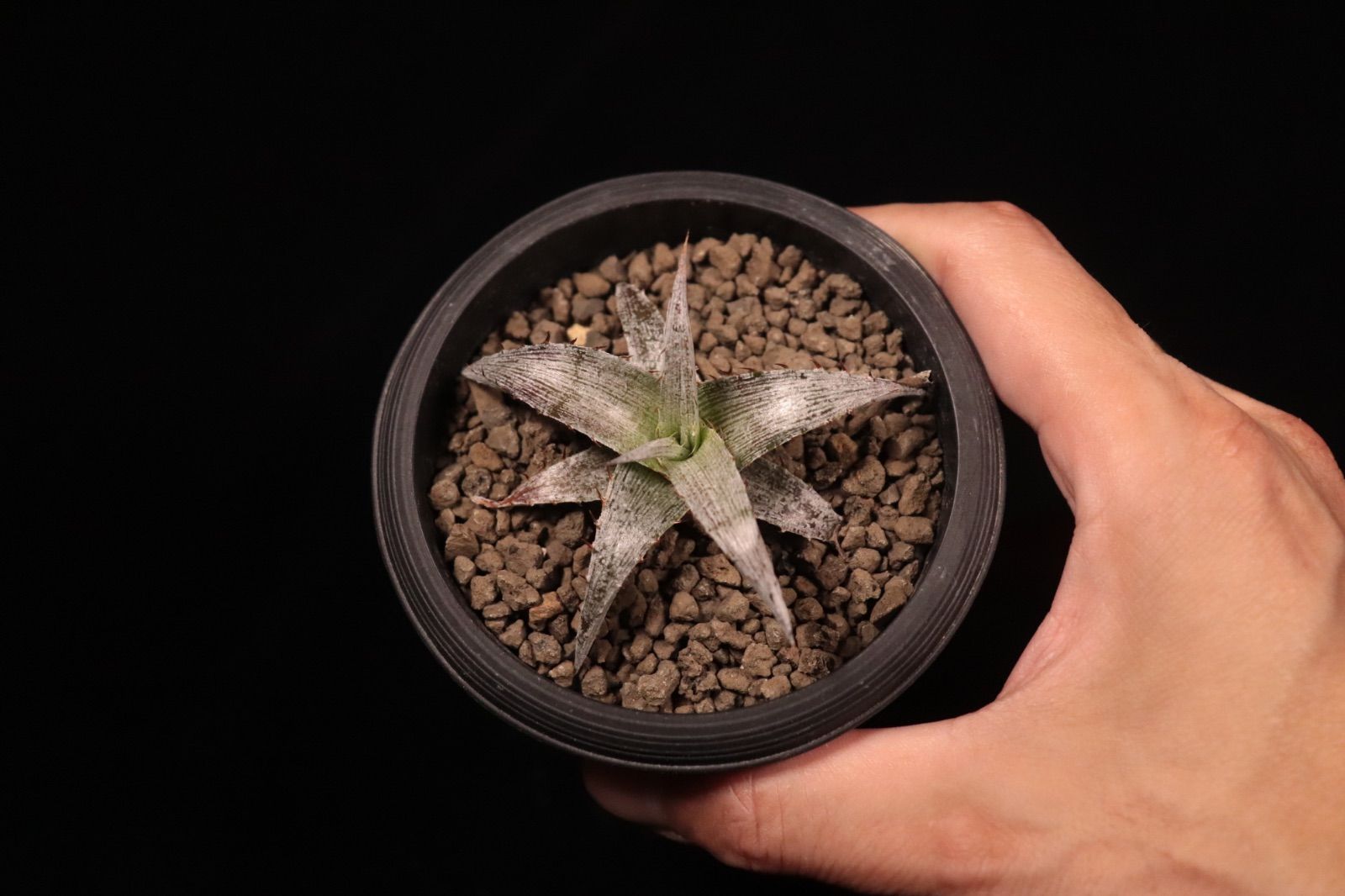 Dyckia braunii × macedoi〔ディッキア〕D573 /@planeplants - メルカリ