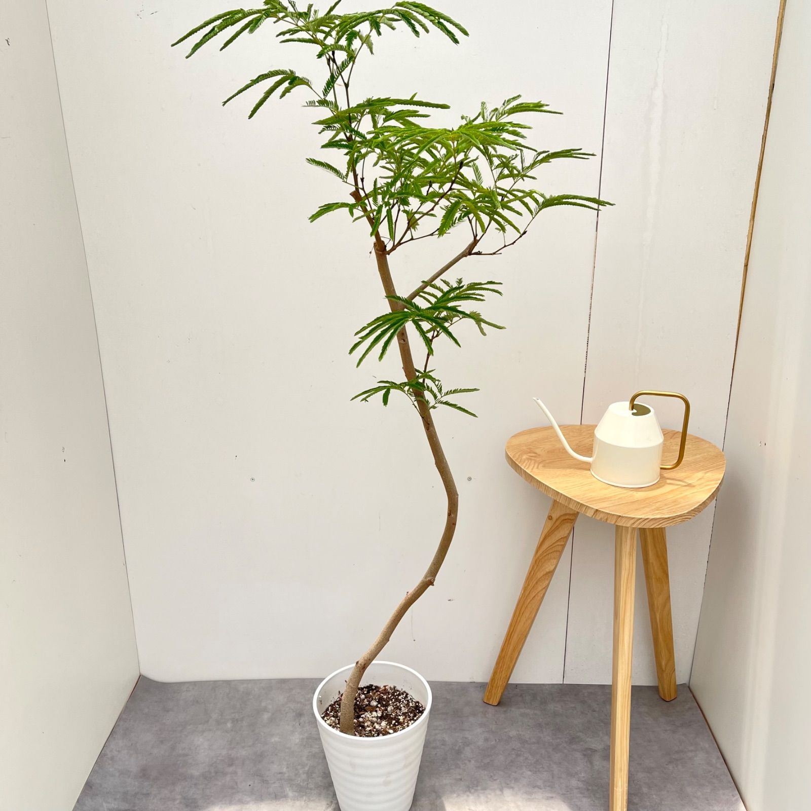 エバーフレッシュ　曲がり　6【現品】観葉植物　室内　7号 エバーフレッシュ 曲がり 6【現品】観葉植物 室内 7号 - メルカリ