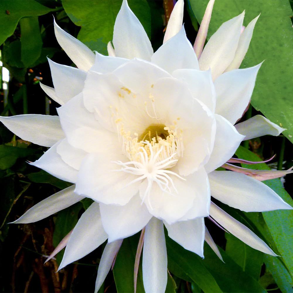 ＩＴＡＮＳＥ 月下美人 6号 1個売り 品種で選べる多肉植物 学名 Epiphyllum oxypetalum 常緑多肉植物 別名 孔雀サボテン 月来香 一夜限りで咲いてその日の朝には萎んでしまう一日花Ju