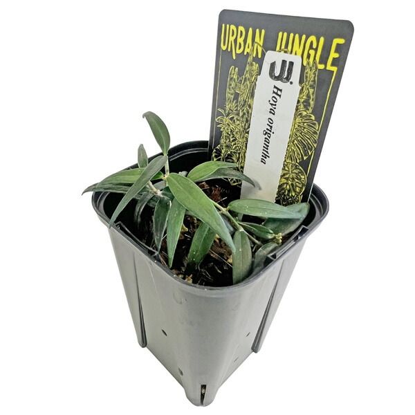 ホヤ オリガンタ 3号 オリガンサ アーバンジャングル Urban Jungle Hoya origantha 観葉植物
