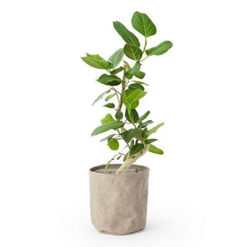 bloomee(ブルーミー) フィカス ベンガレンシス 観葉植物 (6号 レザー調カバー 鉢カバー 付) 本物 室内 オフィス 大型 (お手入れ簡単 初心者) 風水 インテリア おしゃれ (ギフト プレゼント 自分用) 父の日ｍａ