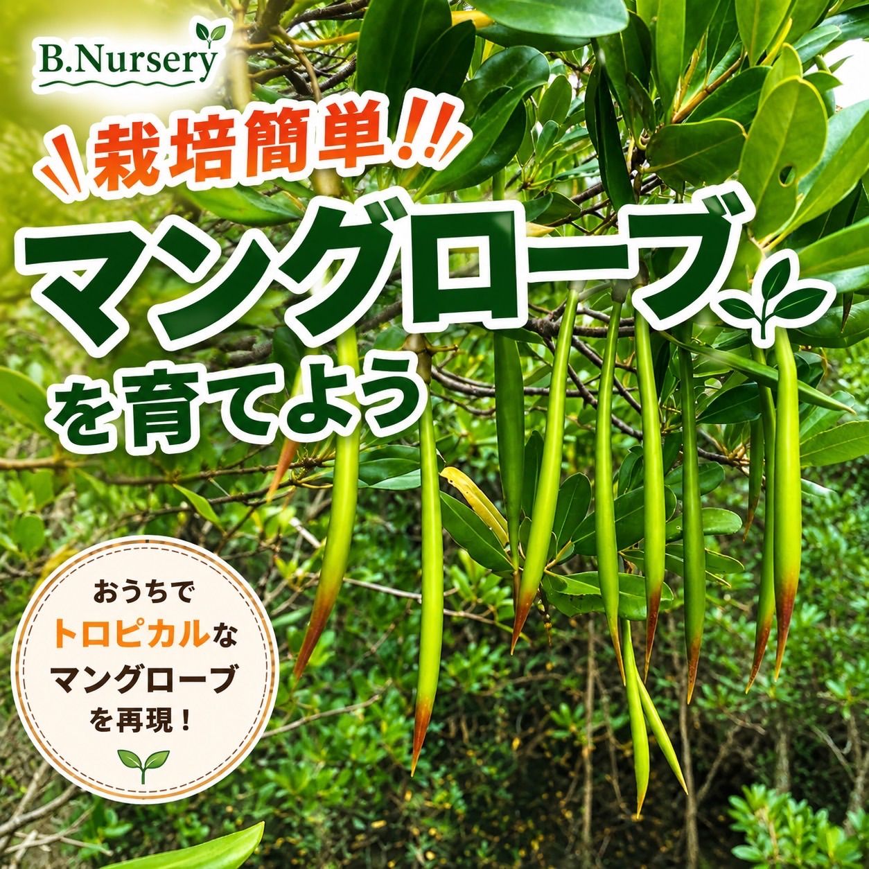 予約販売】 【栽培パンフレット付き】 超レア 世界最大のヒルギ