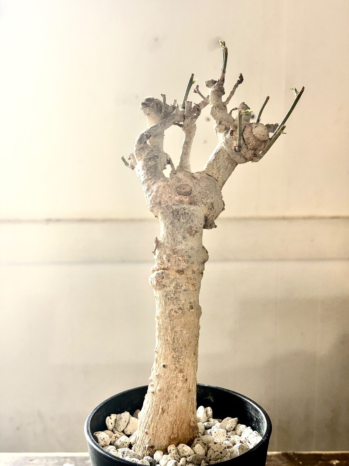 バオバブの木　発根済み株　アダンソニアジギタータ　No210