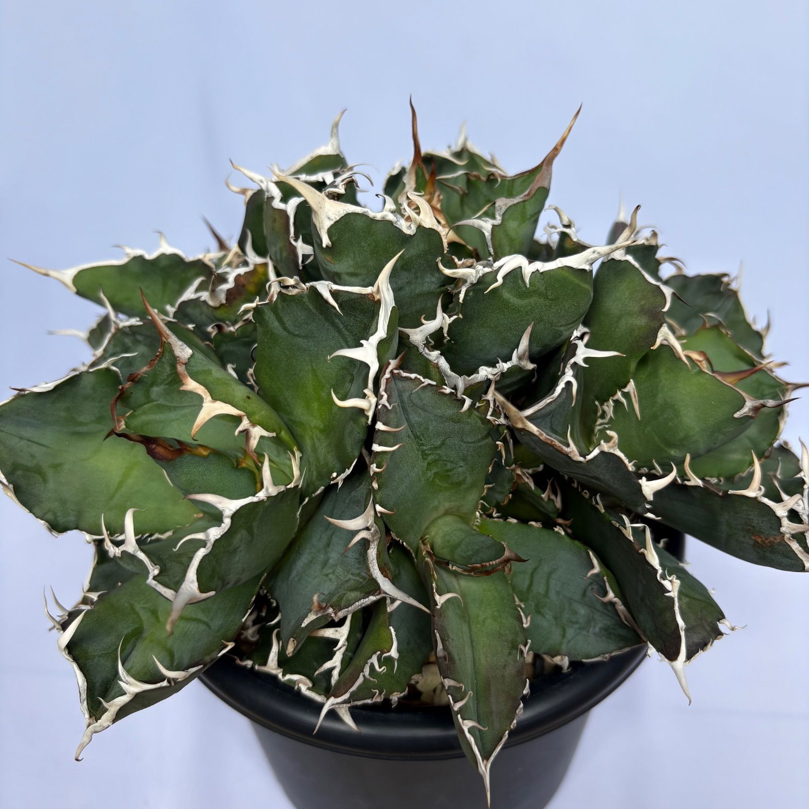 アガベ　チタノタ　シーザー　多頭　鉢ごと発送　匿名配送