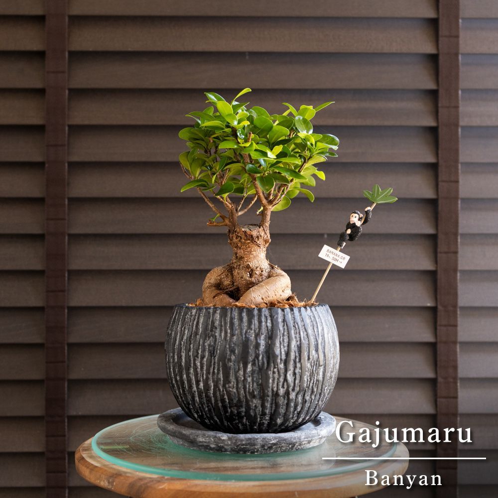 ガジュマルの木 5号 陶器鉢 観葉植物 ガジュマル 多幸の木 ピック付 0613BK-2