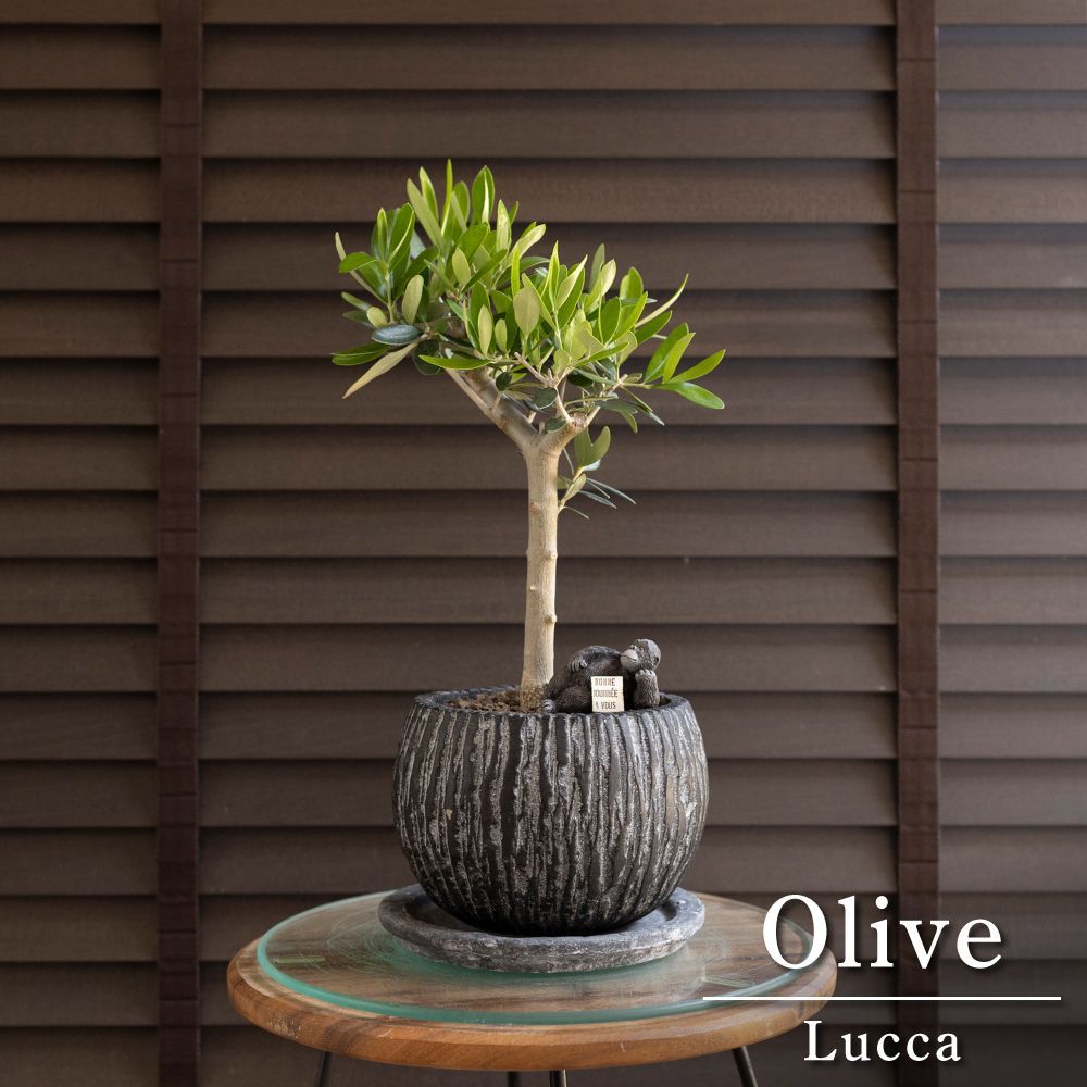 Olive 幹太 オリーブの木 Lucca ルッカ 5号 盆栽 オリーブ 陶器鉢 0613BK