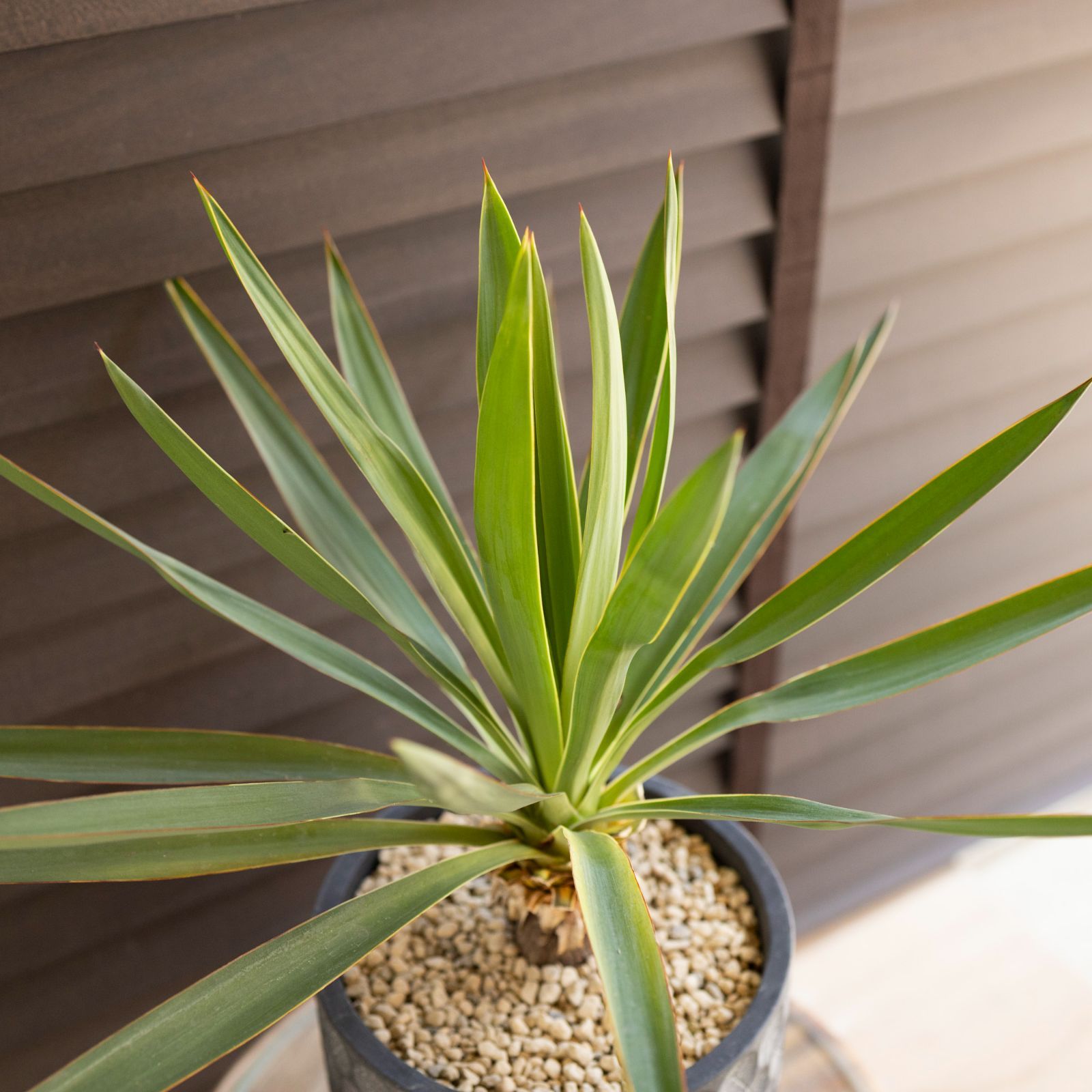 ユッカ グロリオサ Yucca Gloriosa 幹立ち 5号 陶器鉢